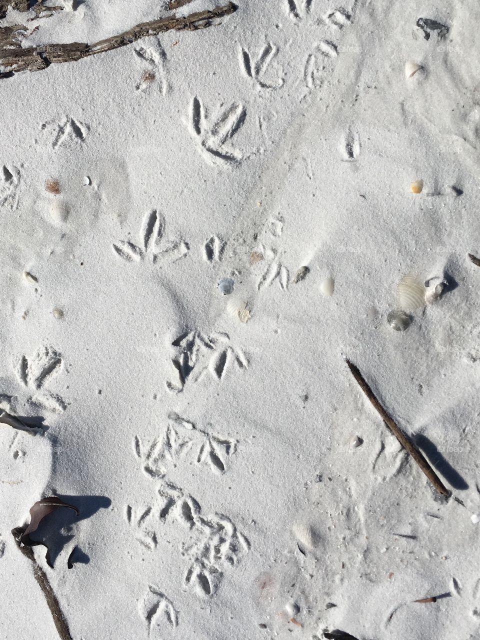Footprints in the Sand