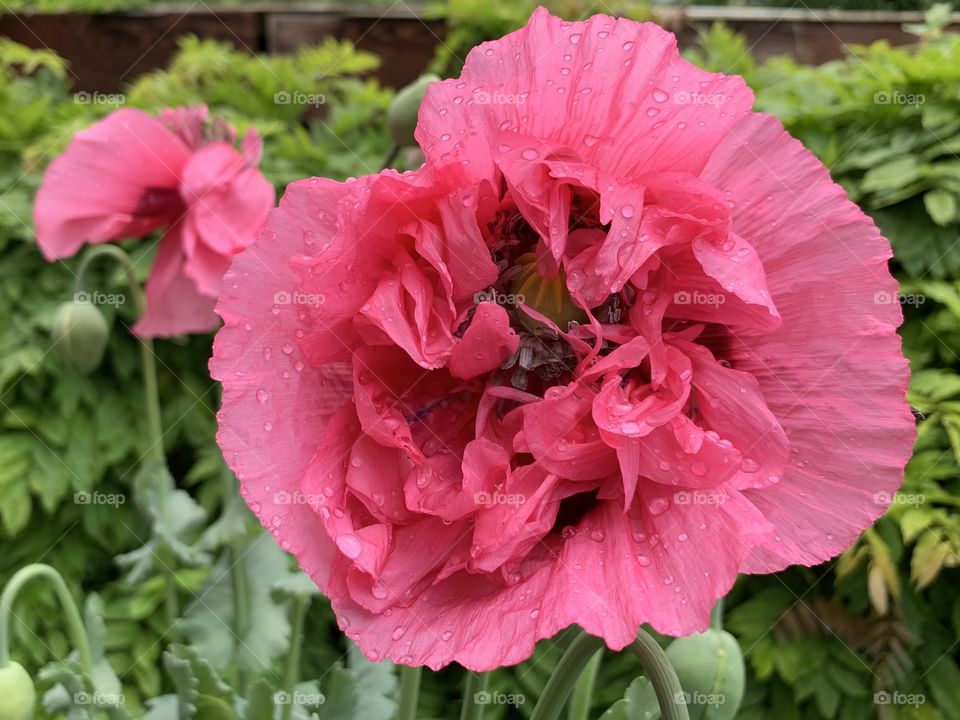 Large pink poppy 