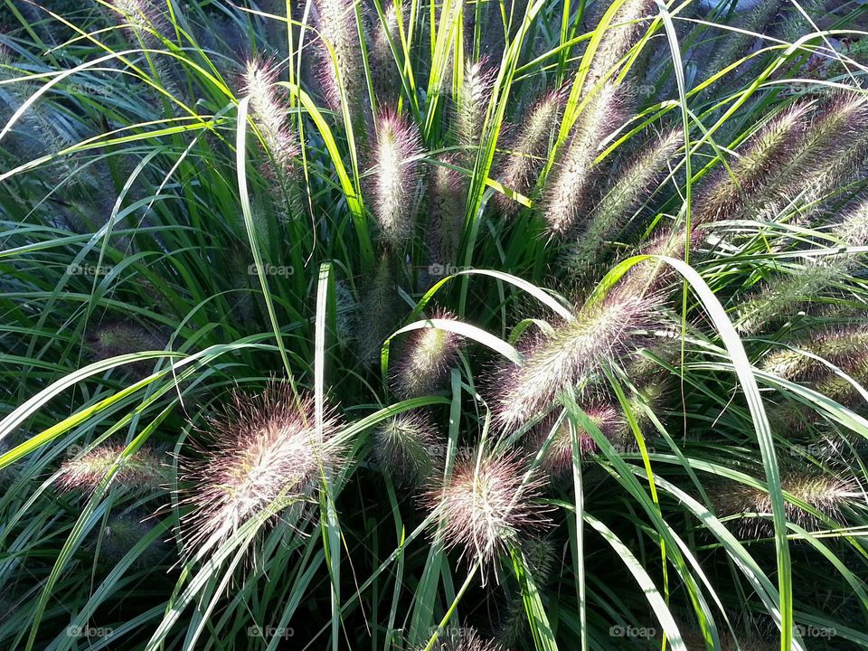 Fountain Grass Fireworks. The way the light hit these grasses made me think of fireworks. 