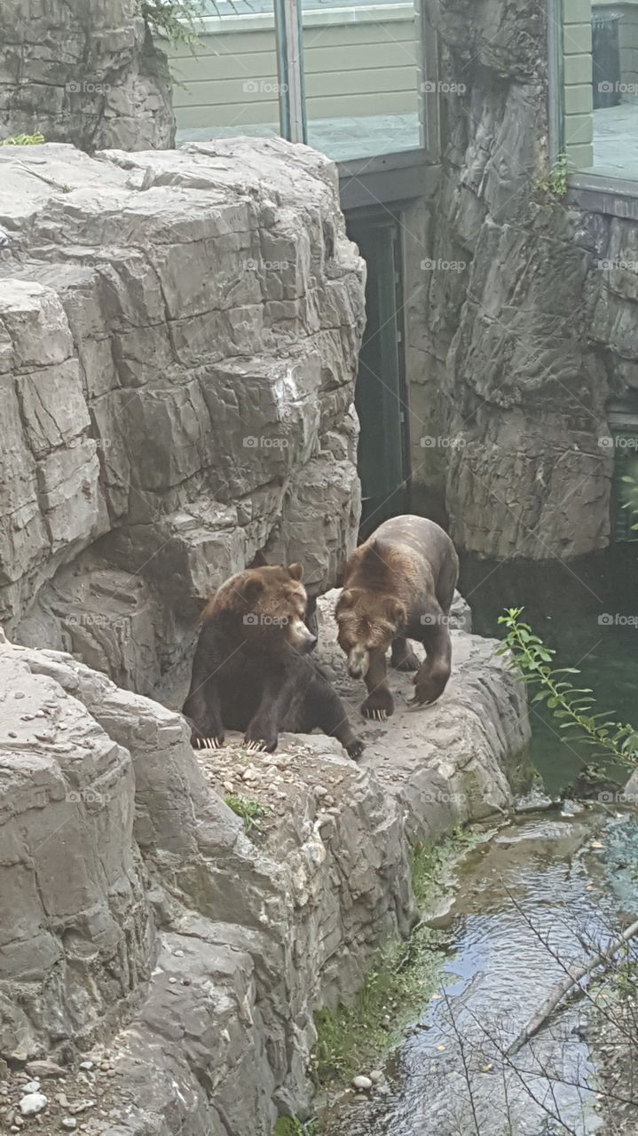 Bears at the zoo