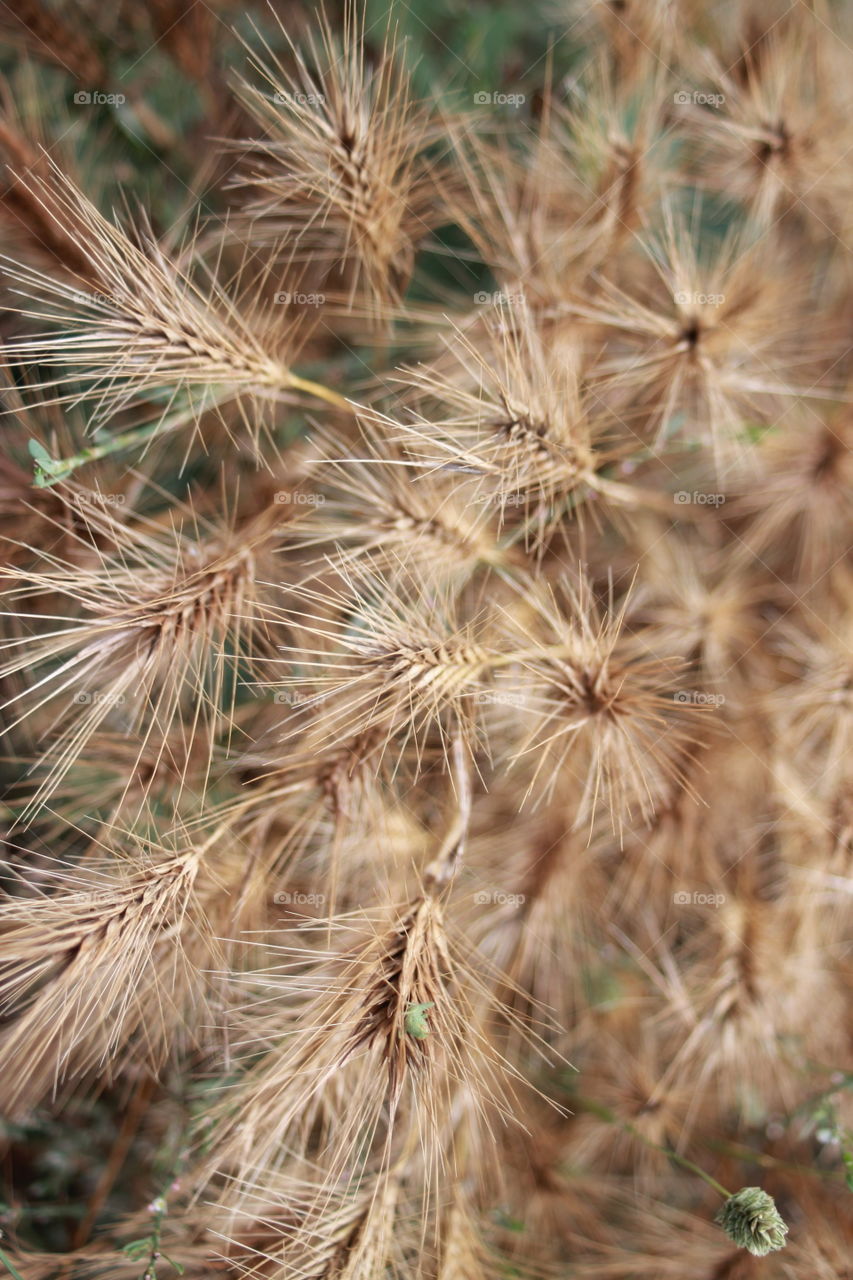 Wild wheat