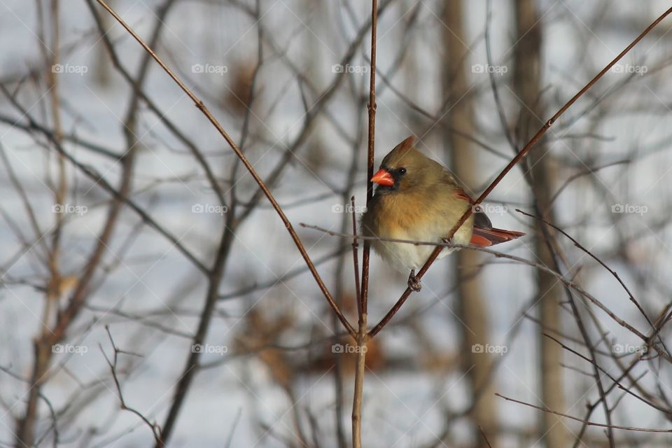 Female cardinal perched on a branch on a cold winter day