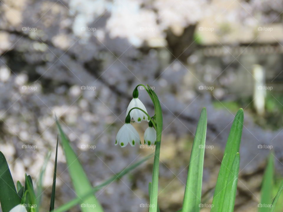 white flower with cherry blossom