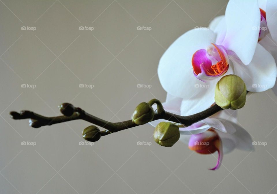 orchids flowers buds on a white background, minimalistic lifestyle