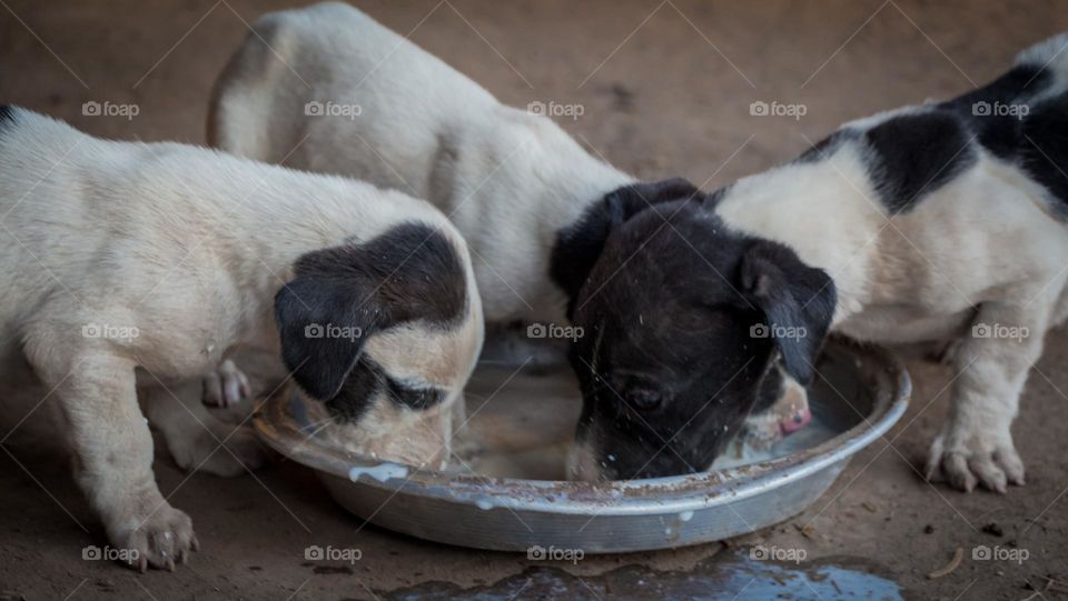 Small dogs drink milk