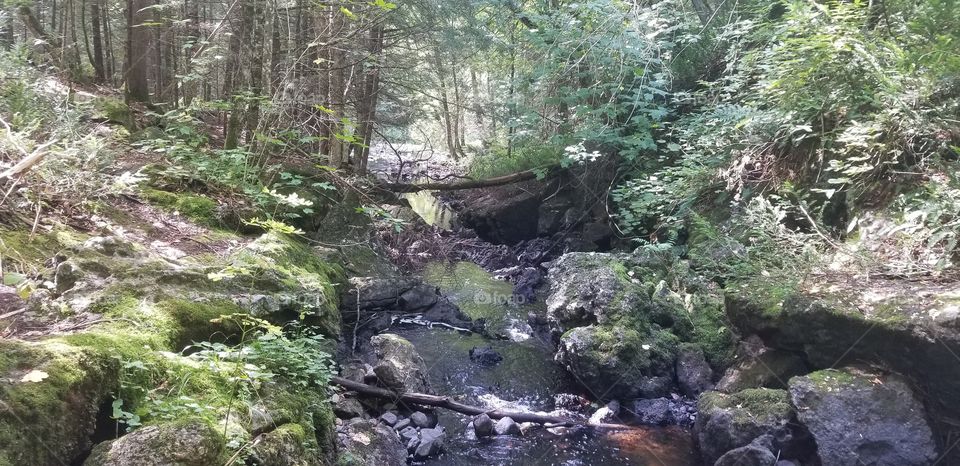 stream in the forest, nature being nature. peaceful