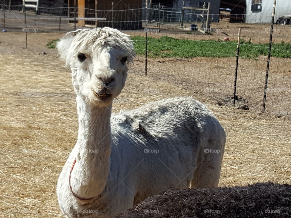 A white alpaca standing on feild