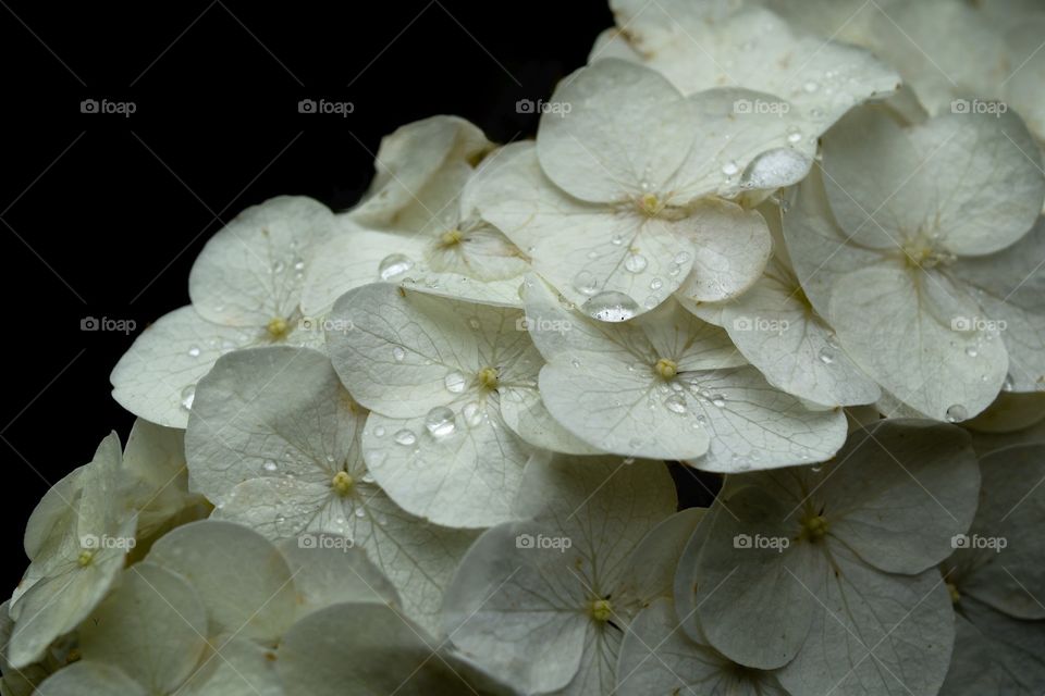 Hydrangea 