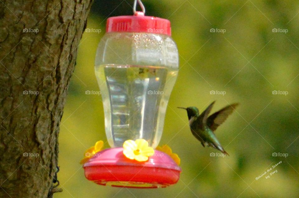 Hungry Hummingbird 