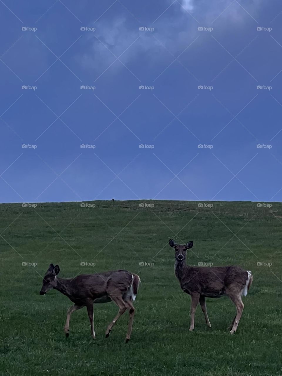 Deer