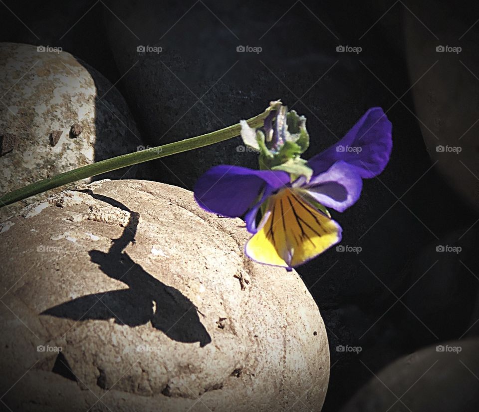Hummingbird shaped shadow 