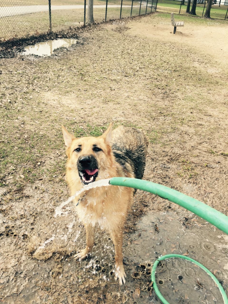 She's definitely a water dog!