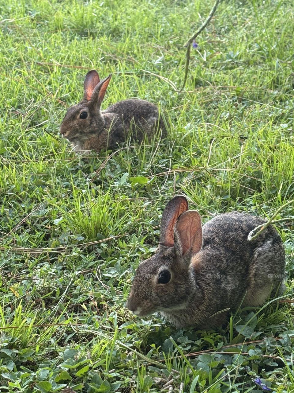 Springtime rabbits