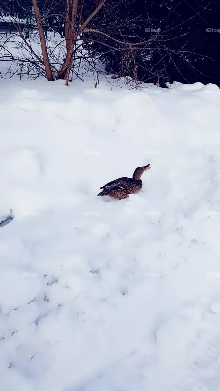 duck