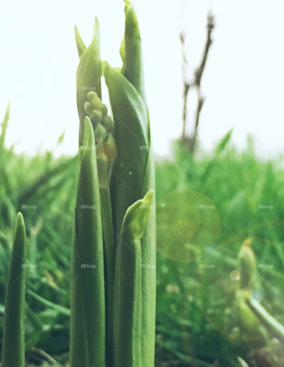 Lily of the Valley Buds