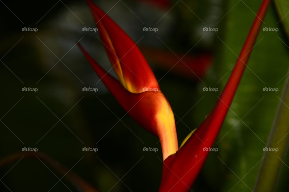 Jardín botánico, Madrid