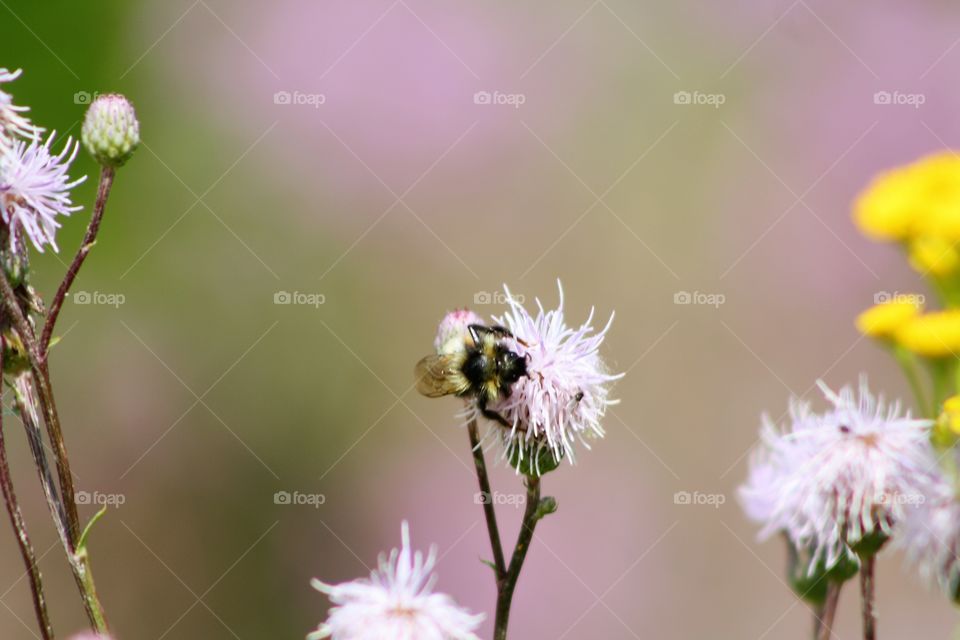 Pink flower