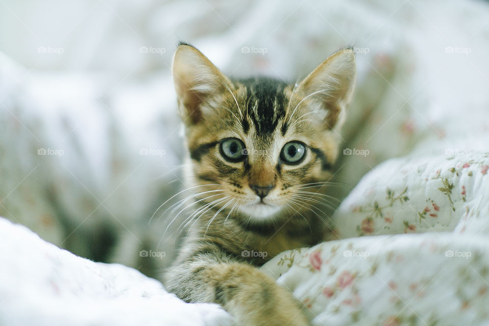 Portrait of kitten