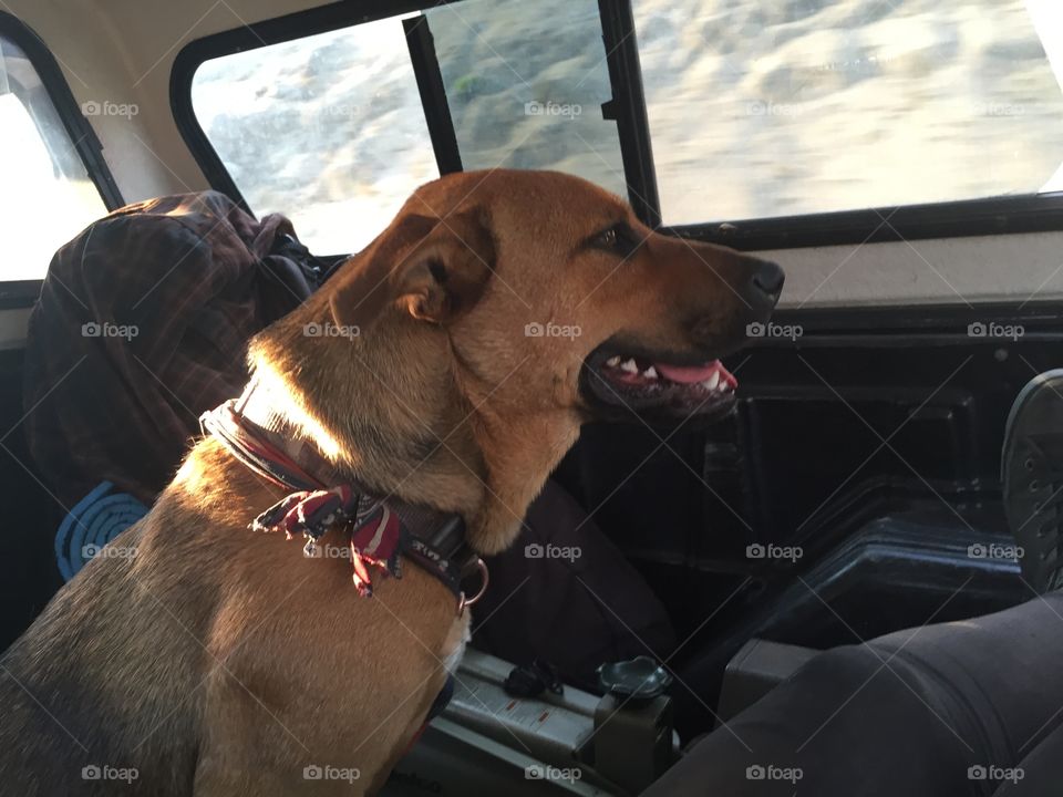 Car, Dog, Vehicle, Transportation System, Vehicle Window