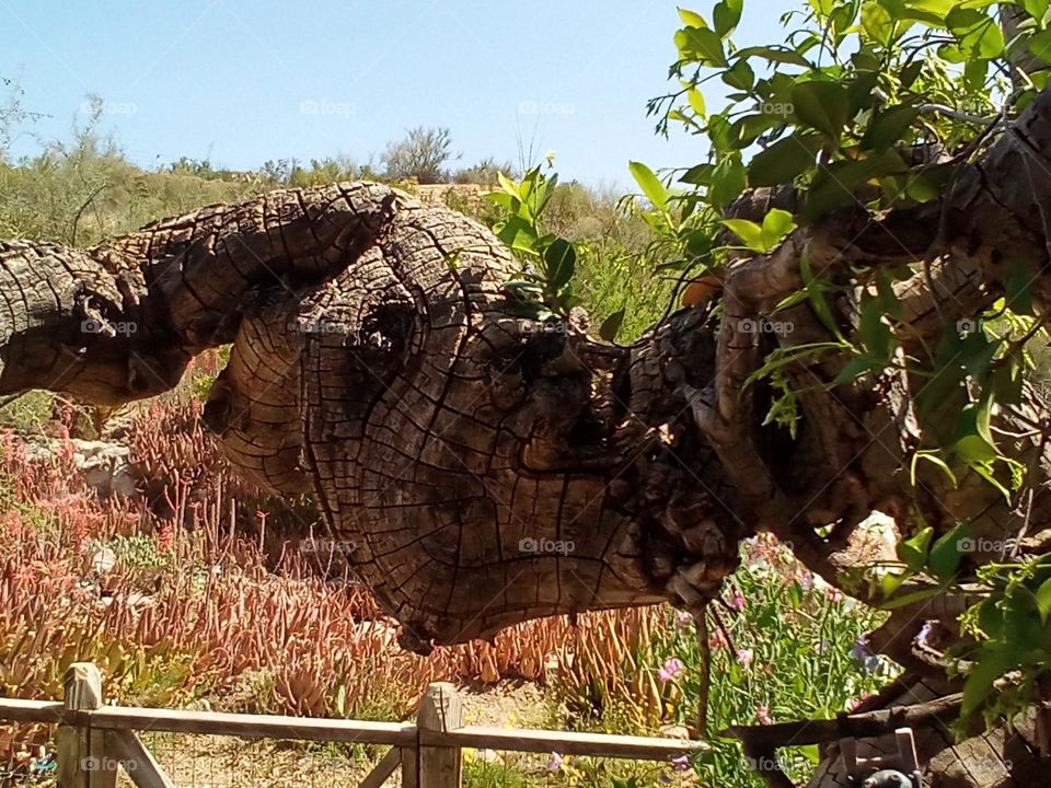 A continuation of previous dried botanical piece. Dried and twisted shape. Resembles a fallen prehistoric animal.