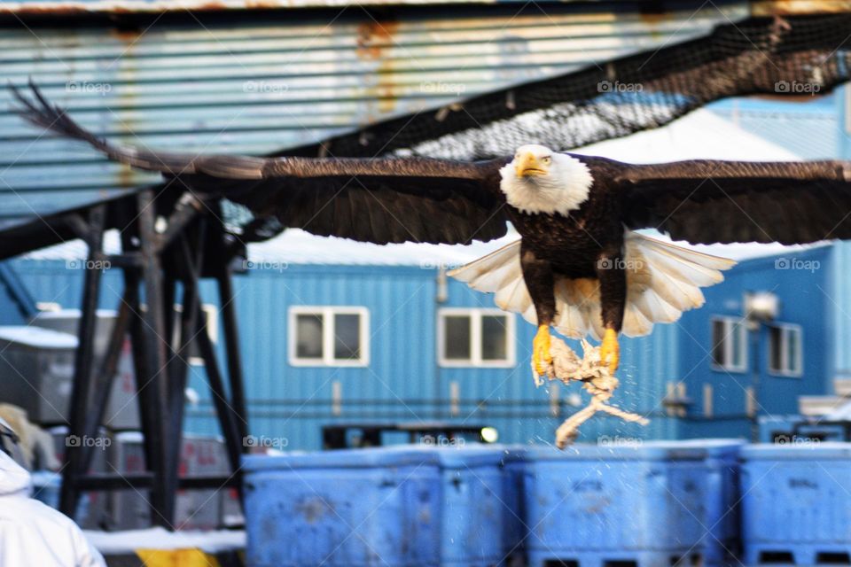 eagle grab fish guts