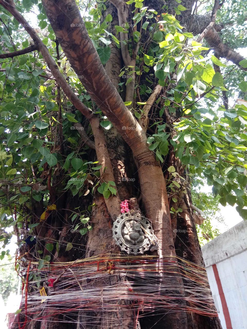 Tree, Nature, Wood, Tropical, Leaf