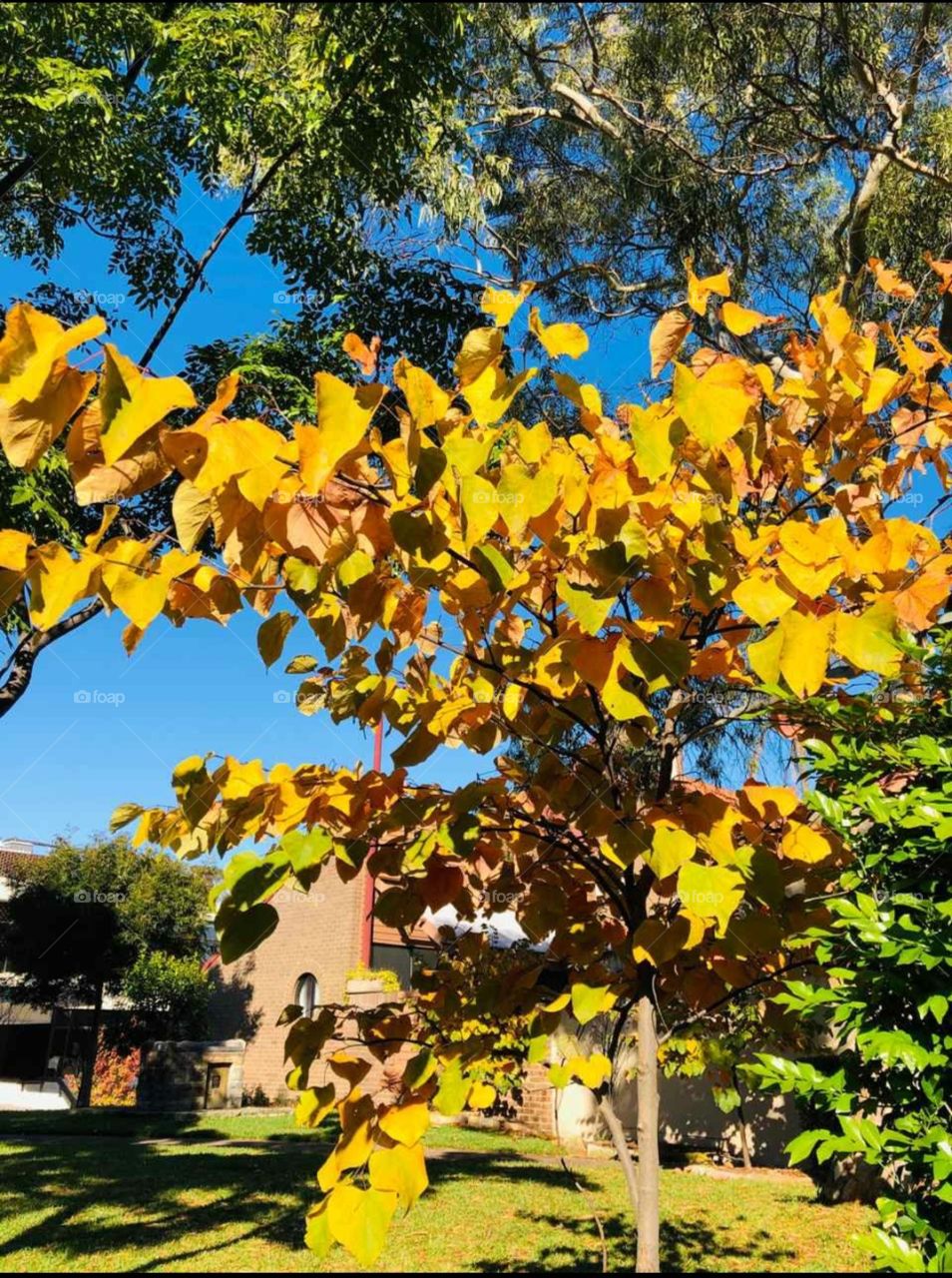 yellow autumn leaves
