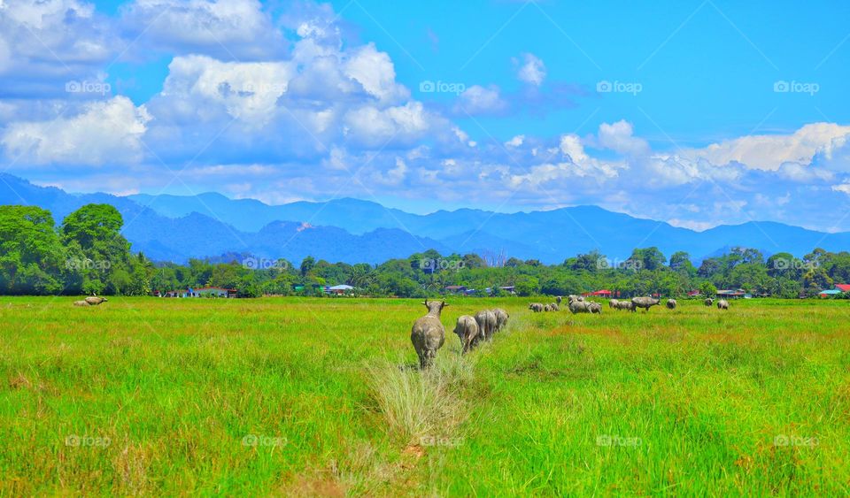 a scene I often miss when I am reminded of my hometown