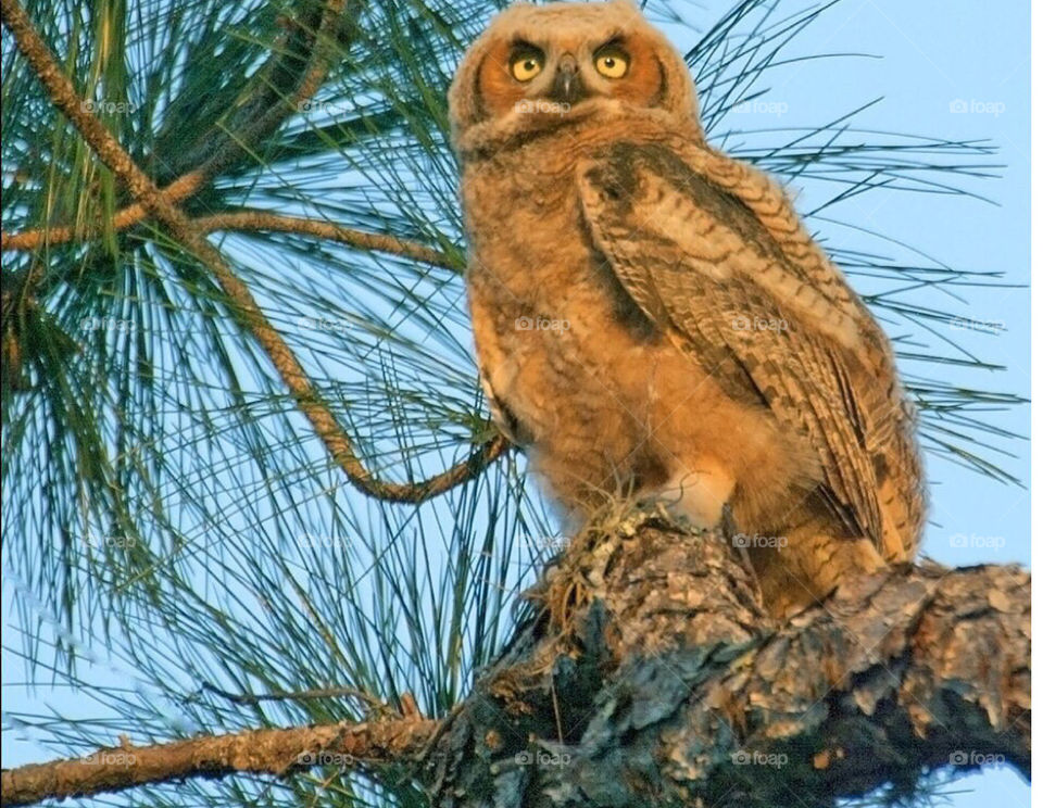 Beautiful Great Horned Owlet perched in golden light.