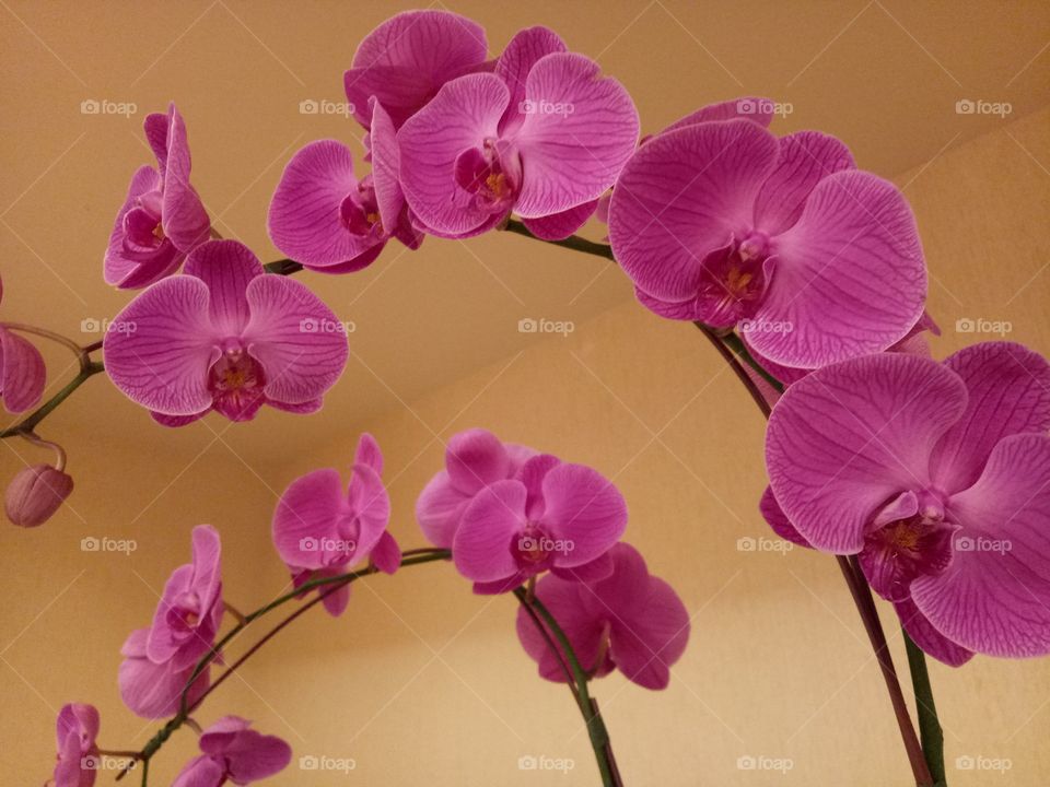 Fuchsia orchids