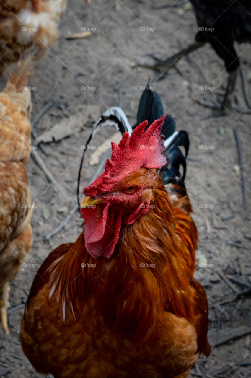 Our rooster owns the land🔥