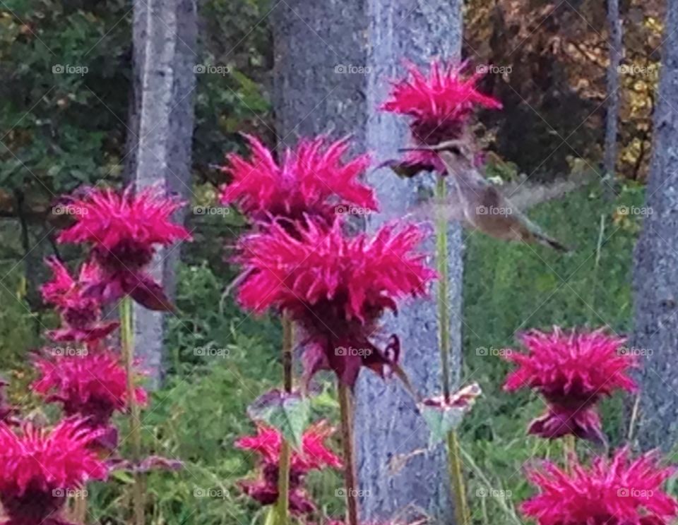 Ruby throated hummingbird Bee balm flowers