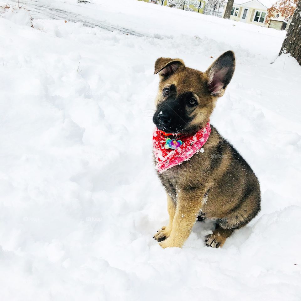 Puppies first snow⛄️