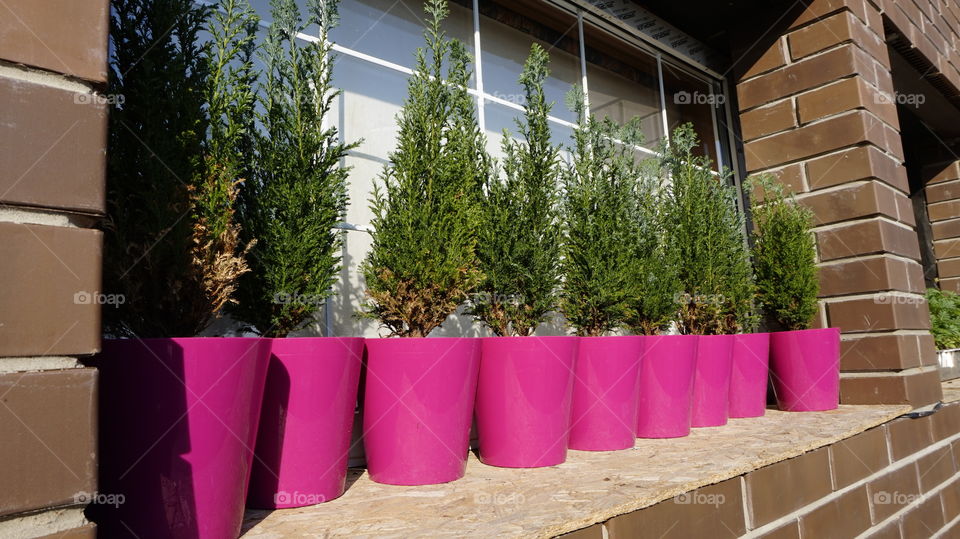 House, Flower, Garden, Family, Flora