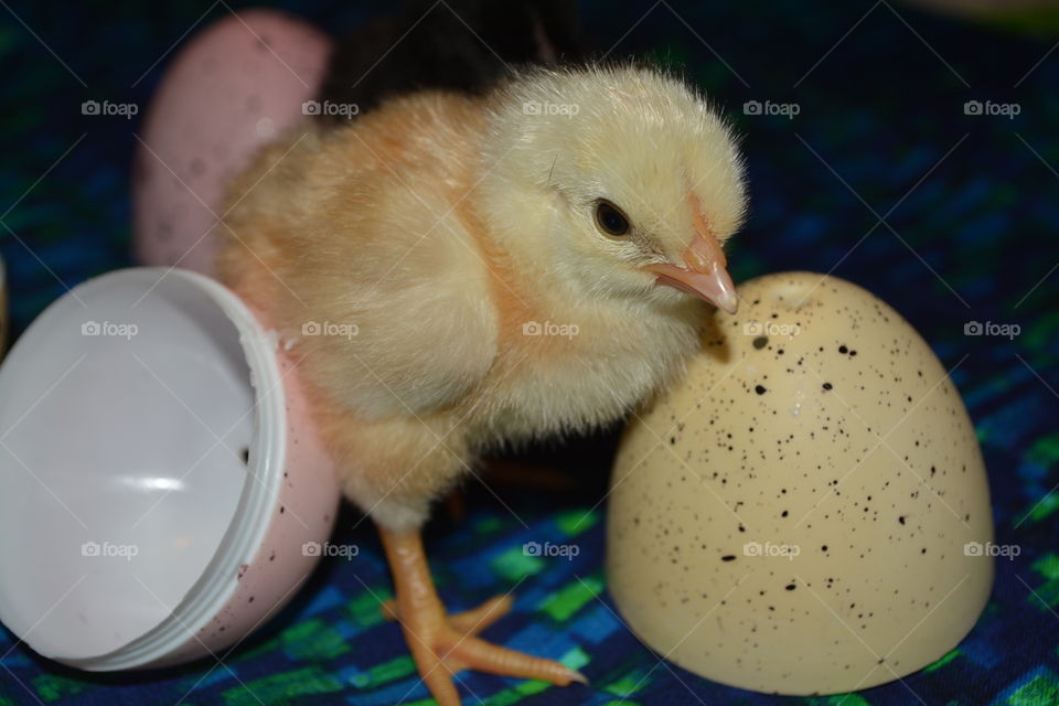 Newly hatched chicken with plastic Easter eggs