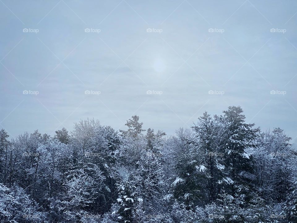 Winter landscape 