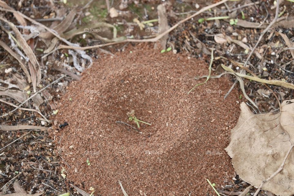 Ant hill