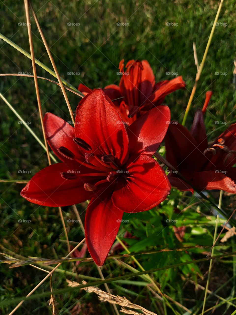 red asian lillies in evening light