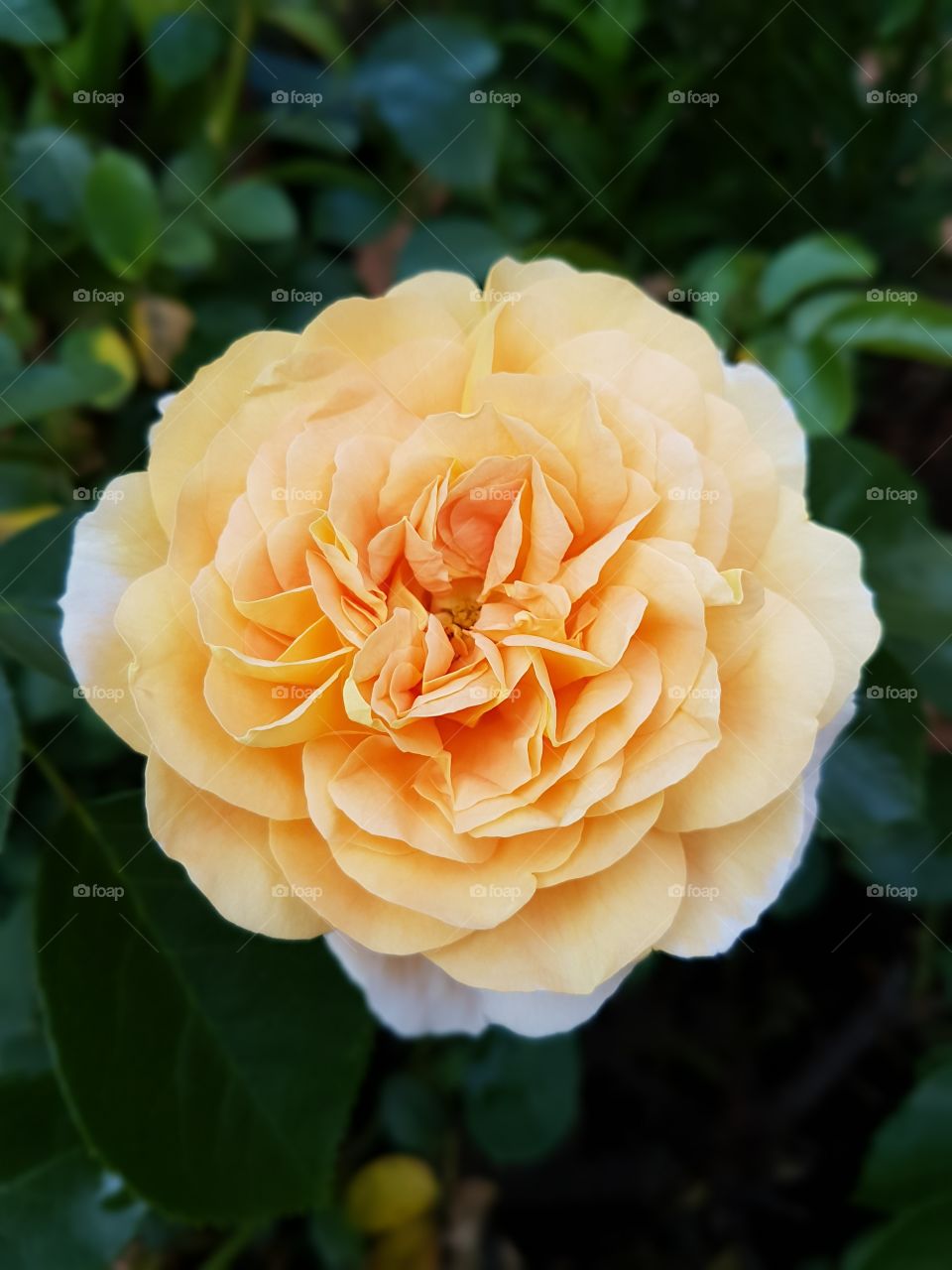 Full Bloom Garden Rose