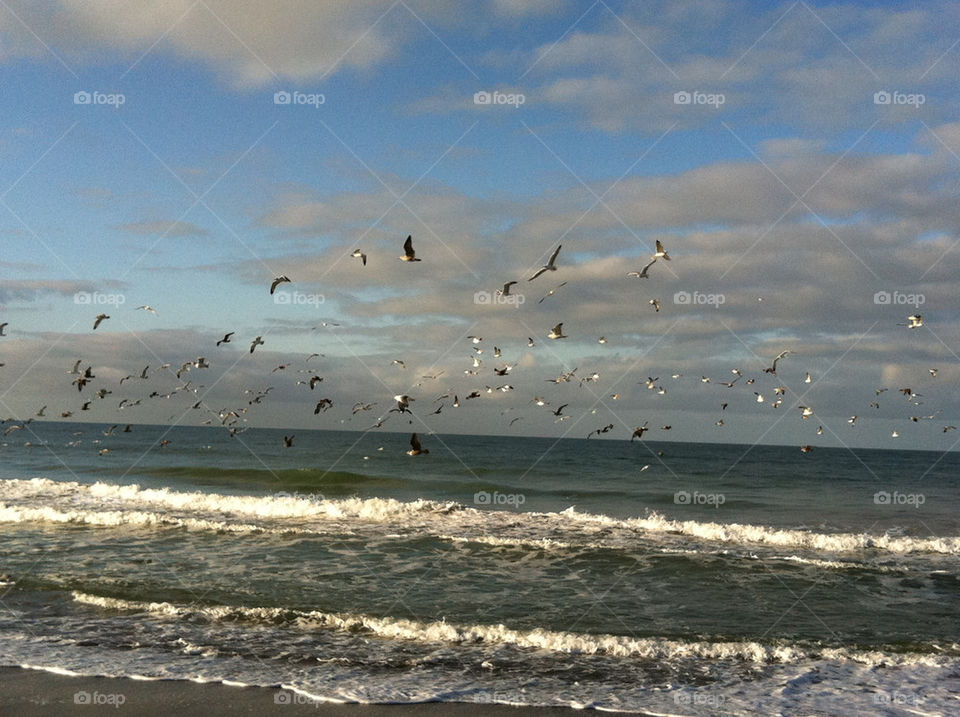 birds cloud sea seas by nfa