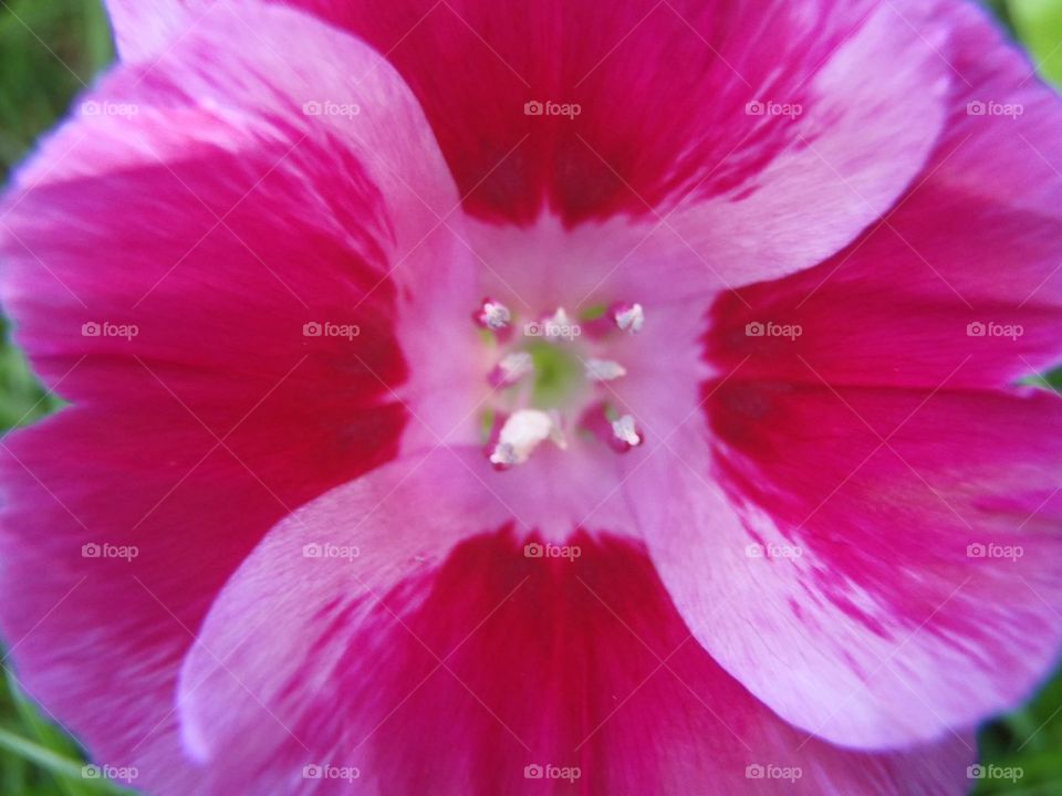 Out of wild seed mix