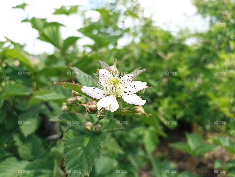 Unripe blackberry in sunlight in the morning.  Blackberry blossom. Green, pink, orange, white colours. Nectar. Healthy food. Floral desktop background