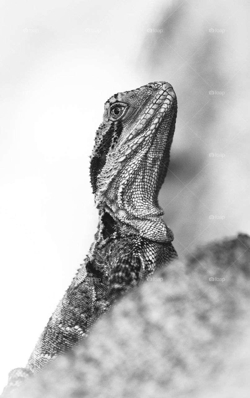 A curious Australian water dragon peeks out from behind a branch in Brisbane