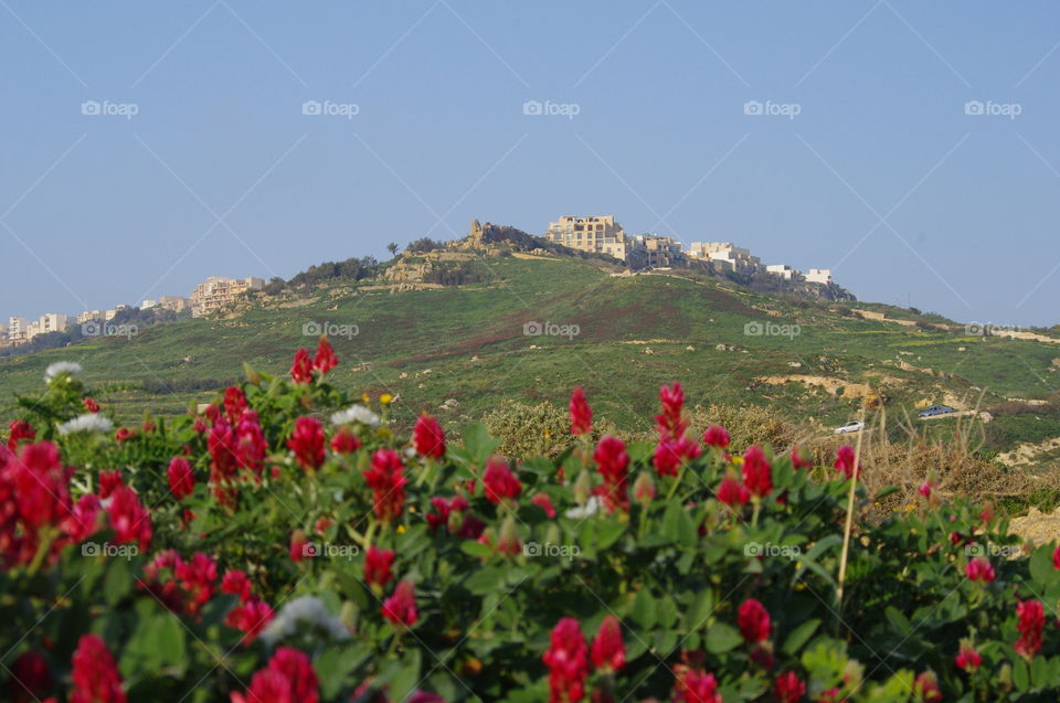 Gozitan landscape