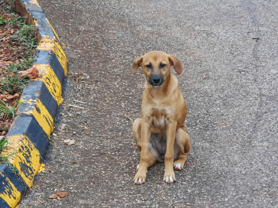 Dog In The Road