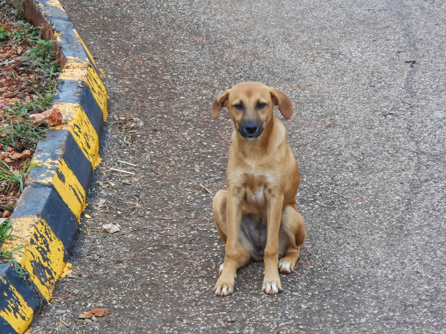 Dog In The Road