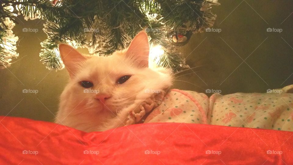cute white cat laying under Christmas tree