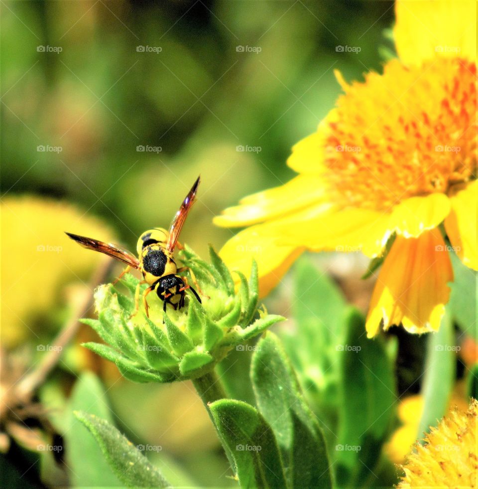 Wasp on flower 