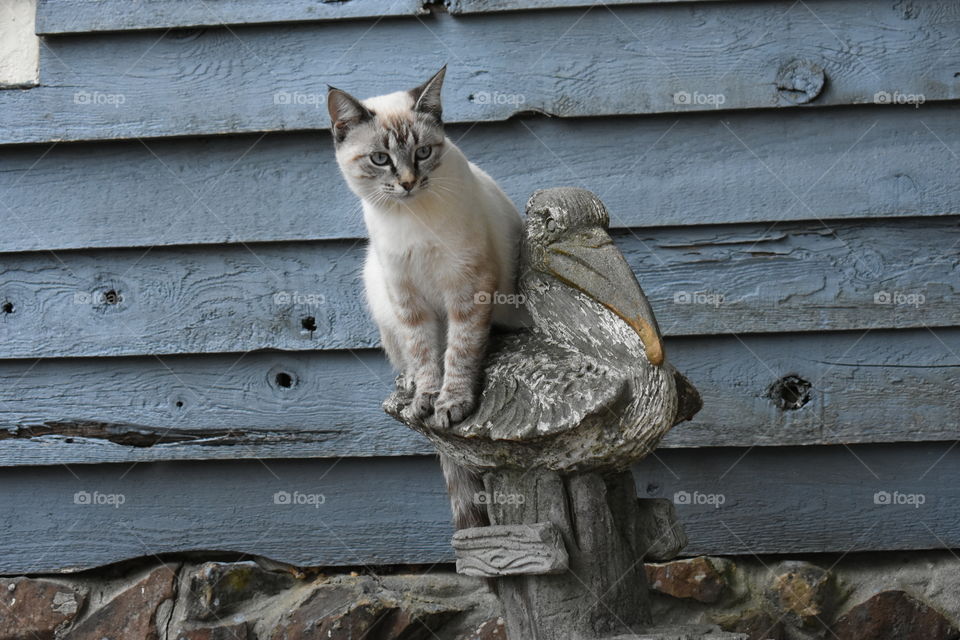 Kitty sitting on a cement Pelican statue.