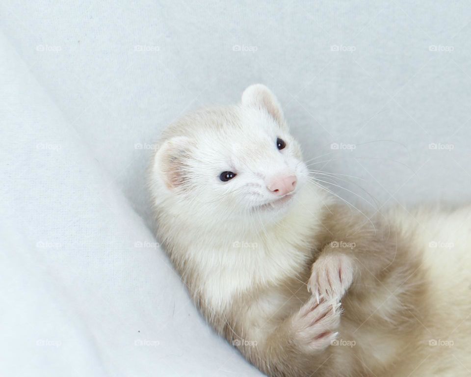 When you know your ferret is disgusted with you and your camera